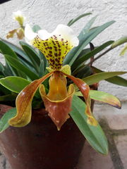 Paphiopedilum