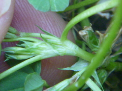 Trifolium ornithopodioides