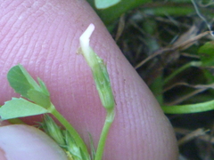 Trifolium ornithopodioides