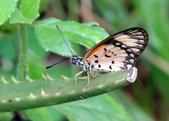 Acraea serena