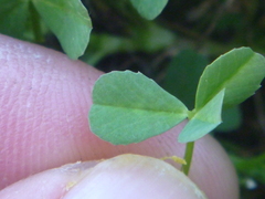 Trifolium ornithopodioides