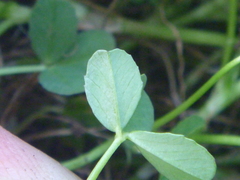 Trifolium ornithopodioides