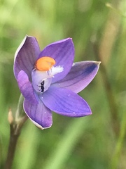 Thelymitra holmesii