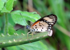 Acraea serena