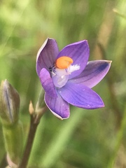 Thelymitra holmesii