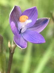 Thelymitra holmesii