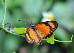 Acraea serena