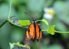 Acraea serena