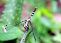 Orthetrum