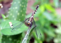 Orthetrum