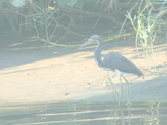 Egretta tricolor