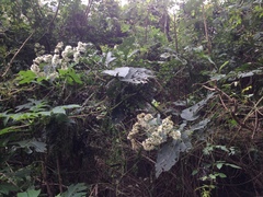 Critonia quadrangularis