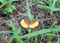 Junonia terea
