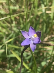 Thelymitra holmesii
