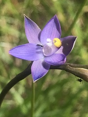 Thelymitra holmesii