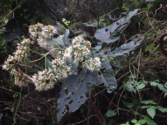 Critonia quadrangularis