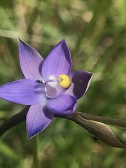Thelymitra holmesii