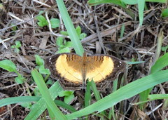 Junonia terea