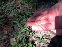 Digitaria bicornis