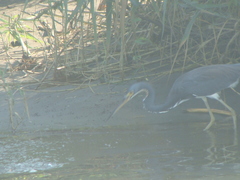 Egretta tricolor