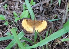 Junonia terea
