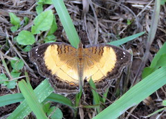 Junonia terea