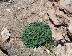 Limonium companyonis