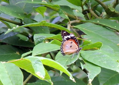 Hypolimnas misippus