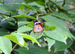 Hypolimnas misippus
