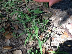 Digitaria bicornis