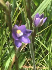 Thelymitra holmesii