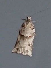 Harmologa amplexana