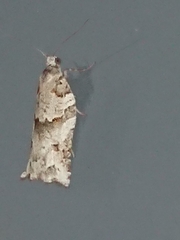 Harmologa amplexana