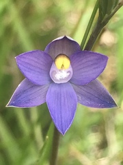 Thelymitra holmesii