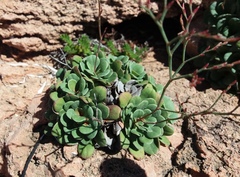 Limonium companyonis