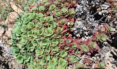 Limonium companyonis