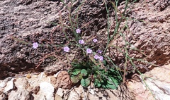 Limonium companyonis