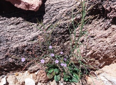 Limonium companyonis
