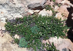 Limonium companyonis