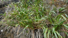 Phormium cookianum hookeri