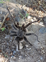 Grammostola vachoni