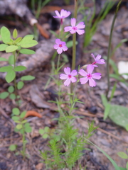 Phlox nivalis