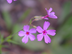 Phlox nivalis