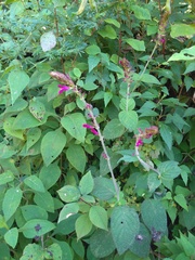 Salvia chiapensis