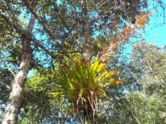 Tillandsia guatemalensis