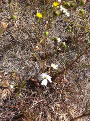 Hemizonia congesta luzulifolia