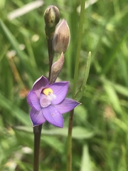 Thelymitra holmesii