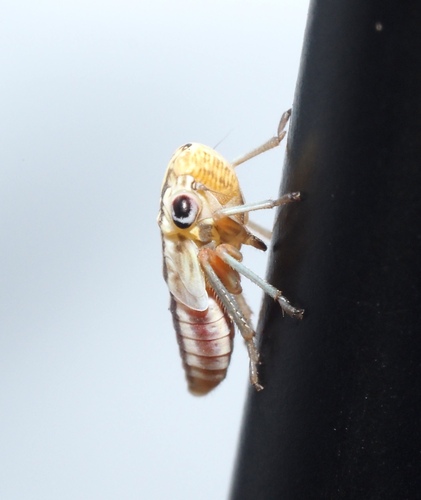 Lateral-lined Sharpshooter photo 4