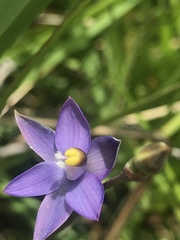 Thelymitra holmesii