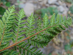 Cheilanthes leucopoda